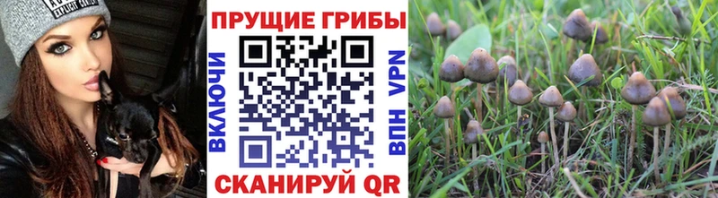 OMG вход купить цена Тбилисская Галлюциногенные грибы ЛСД